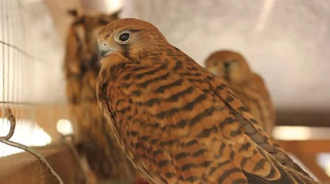 Hawk bird closeup Vídeo Stock 45277666