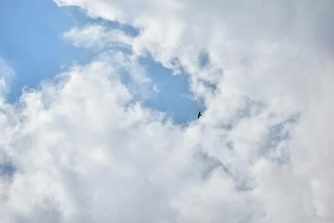 Hawk bird on the cloudy sky. Stock Photos