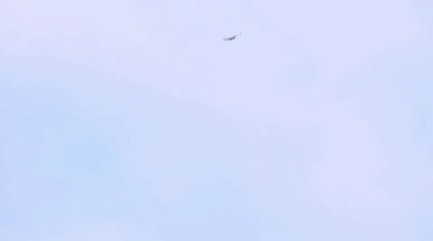 Hawk / Bird Flying in the Sky 스톡 동영상 36546635
