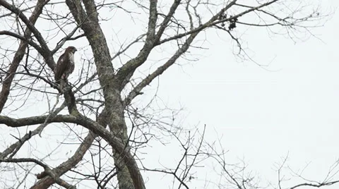 Hawk Bird of Prey Stock Footage 33821964