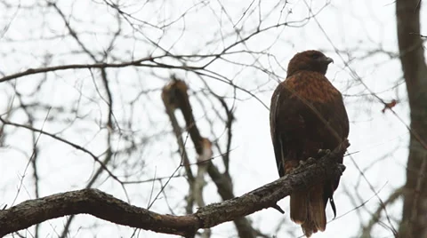 Hawk Bird of Prey Stock Footage 33822078