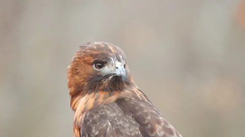 Hawk Bird of Prey Stock Footage 33822114