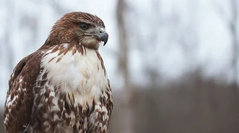 Hawk Bird of Prey Stock Footage 33822186