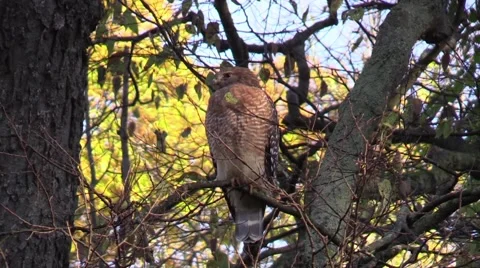 Hawk bird of prey perched in a tree in forest Stock Footage 68987920