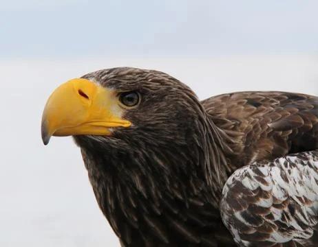 Hawk Bird of Prey. Stock Photos