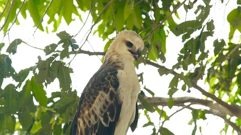 Hawk bird of prey snake eagle on green tree branch close up. Predatory bird in Video stock 96570756