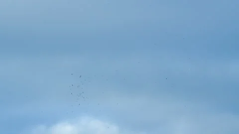 Hawk Bird Of Prey Soaring High In The Sky. Birds Circling In Flight In The Sky Stock Footage 258706676