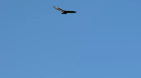 Hawk, Bird, Raptor, Fly, Flying, Flight Stock Footage