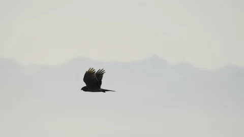 Hawk, Bird, Raptor, Fly, Flying, Flight Vidéo 99610055