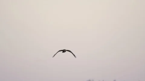 Hawk, Bird, Raptor, Fly, Flying, Flight Stock-Footage 99610144