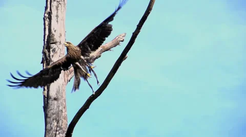 Hawk. bird. slow motion. flying animals Stock-Footage 32231524