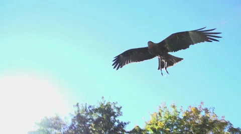 Hawk bird. slow motion. flying animals Stock Footage 32232476