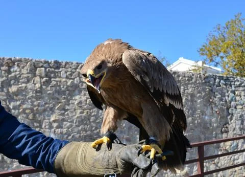 Hawk on bird trainer hand Stock Photos