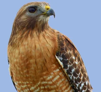 Hawk Blue Background Stock Photos
