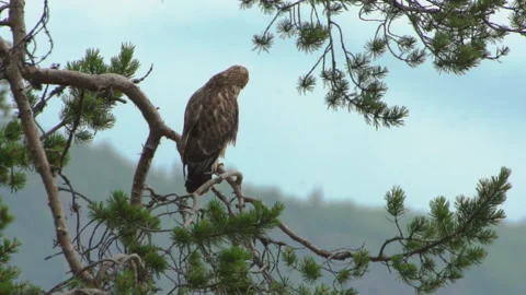 Hawk on branch Stockbeeldmateriaal 243226779