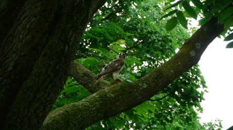 Hawk on Branch Handheld Stock-Footage 24723996