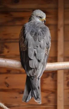 Hawk on branch Stock-Fotos