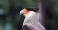 Hawk. Brazilian Carcara Bird. Pantanal, Wetlands, Brazil. 4k or 4k+ Resolution