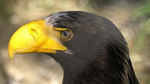 Hawk in cage at zoo Stock Footage 66256982