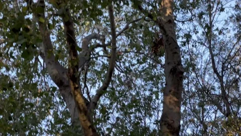 Hawk calls out from oak tree Stock Footage 220433851