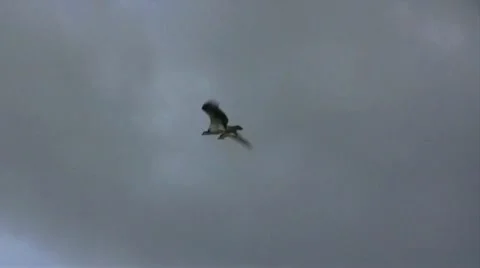 Hawk carries dead fish Stock Footage 9252113
