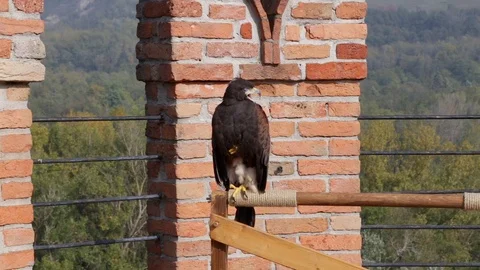 Hawk in a castle Stock Footage 101744314