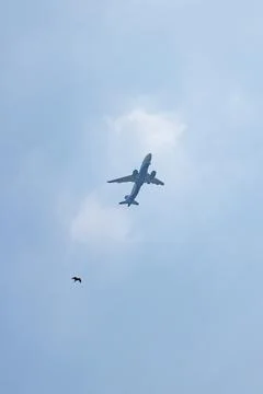 Hawk chasing a airplane Stock Photos