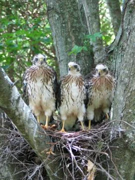 Hawk chicks Stock Photos