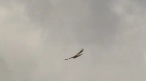 Hawk in the city Stock Footage 792146