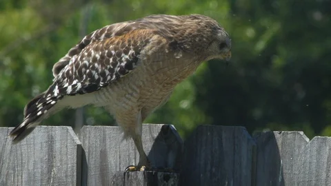 Hawk Cleans Beak 스톡 동영상 129056281