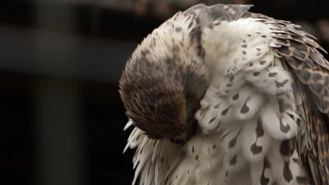 Hawk cleans feathers Stock Footage 131100550