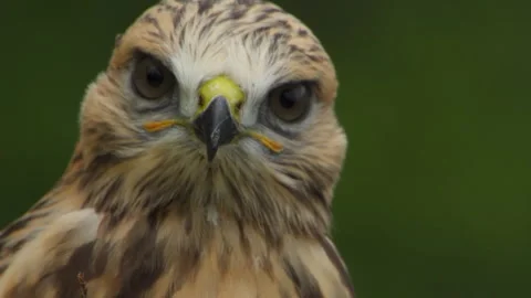 Hawk Close Up 4k Video stock 243223859
