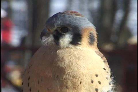 Hawk Close-up Stock-Footage 297689