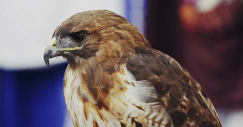 Hawk Close Up Stock Footage 27546416