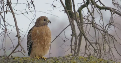 Hawk close up perched in tree Stock Footage 296726705