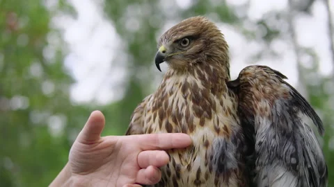 Hawk with damaged wing sits and flaps its wings outdoors, human hand stroking it Stock Footage 237696208