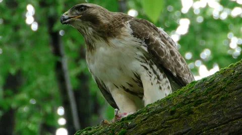 Hawk Devours Chipmunk Stock-Footage 24723776