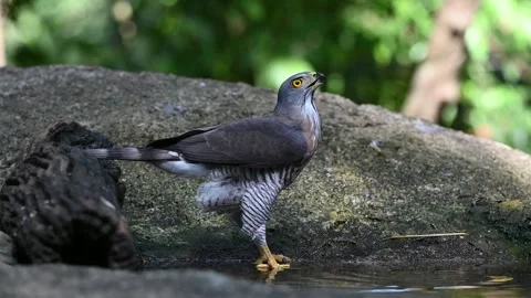 Hawk drinking water Video stock 261628507
