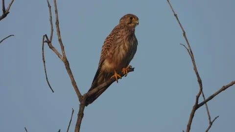 Hawk eagle bird searching for food sitting tree. Stock Footage 335123248
