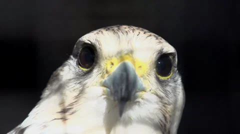 Hawk. eagle. bird. slow motion. flying animals Stock Footage 32232924