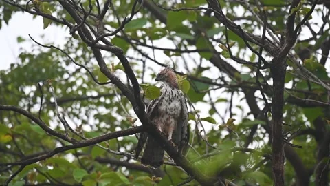 Hawk eagle cleaning itself while sitting calmly on the branch Stock Footage 246846824
