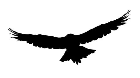 Hawk, eagle, falcon or orel black silhouette isolated on white background Stock Illustration