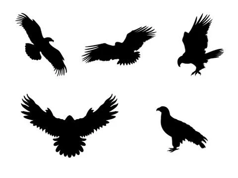 Hawk Eagle Falcon Orlan. Silhouettes predator birds Stock Illustration