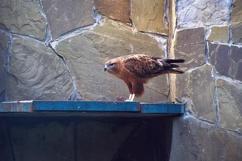The hawk eagle sits on a shelf in its cage and prepares to eat the torn meat Stock Photos