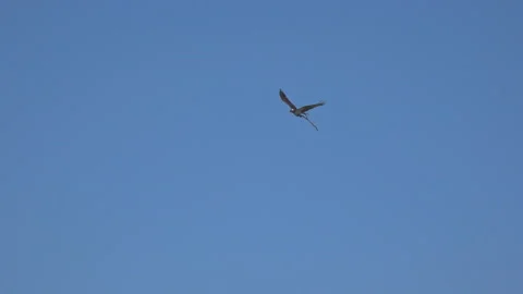 Hawk eagle-snake-eater flies and lands on a nest in a tree. Stock Footage 229468546