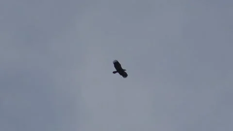 Hawk-Eagle soaring/gliding in sky Stock Footage 146120272