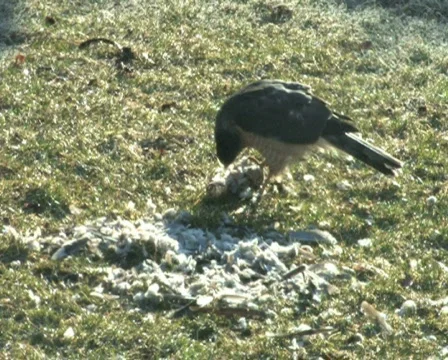 Hawk Eating Bird Stock Footage 284621