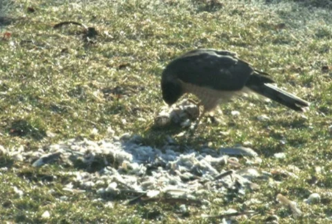 Hawk Eating Bird Stock-Footage 285638