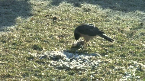 Hawk Eating Bird Stock Footage 285952