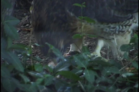 Hawk Eating Bird Stock Footage 297688